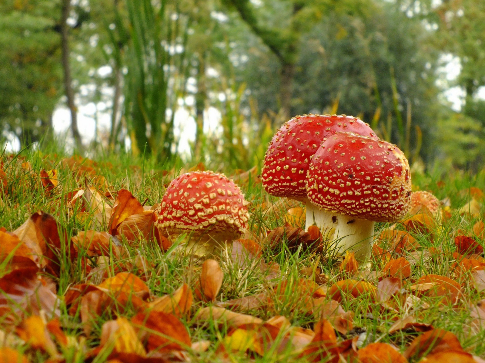 2048x1536 px, levelek, makró, gomba