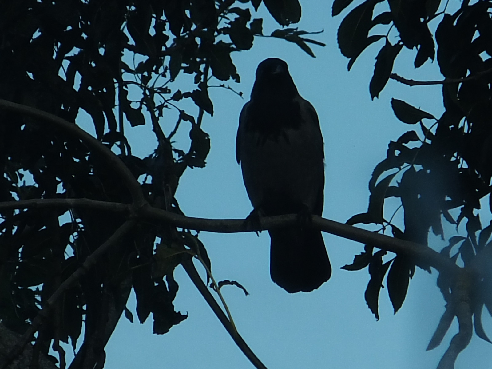 ptactvo, strašidelný, hrůza, Příroda, nebe, silueta, větev, vrána, Irsko, Dublin, Skřítek, zobák, strom, pták, Pírko, nebo, fauna, havran, puntíkovaný, naturescreations, větvička, počítač tapeta, dublincity, dabovat, Hitchcock, ptáci, totd, twixie, naturesbeauties, F660exr