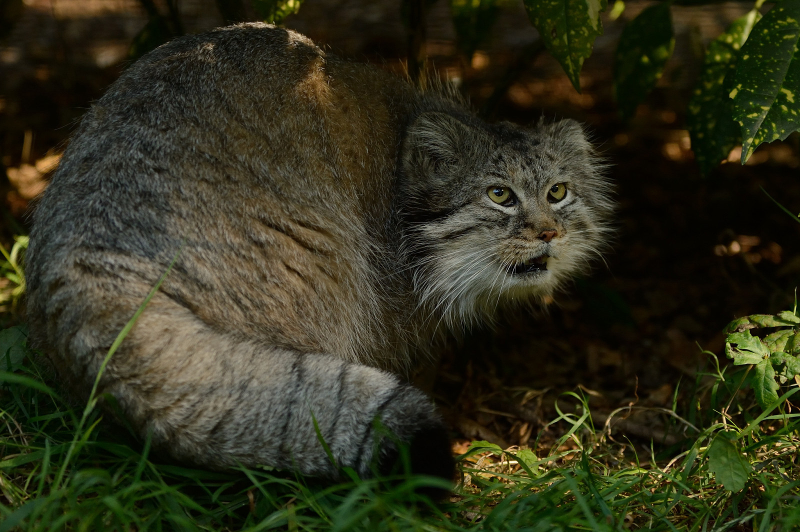 Wallpaper : 2048x1363 px, cat, pallas, predator 2048x1363 - goodfon ...