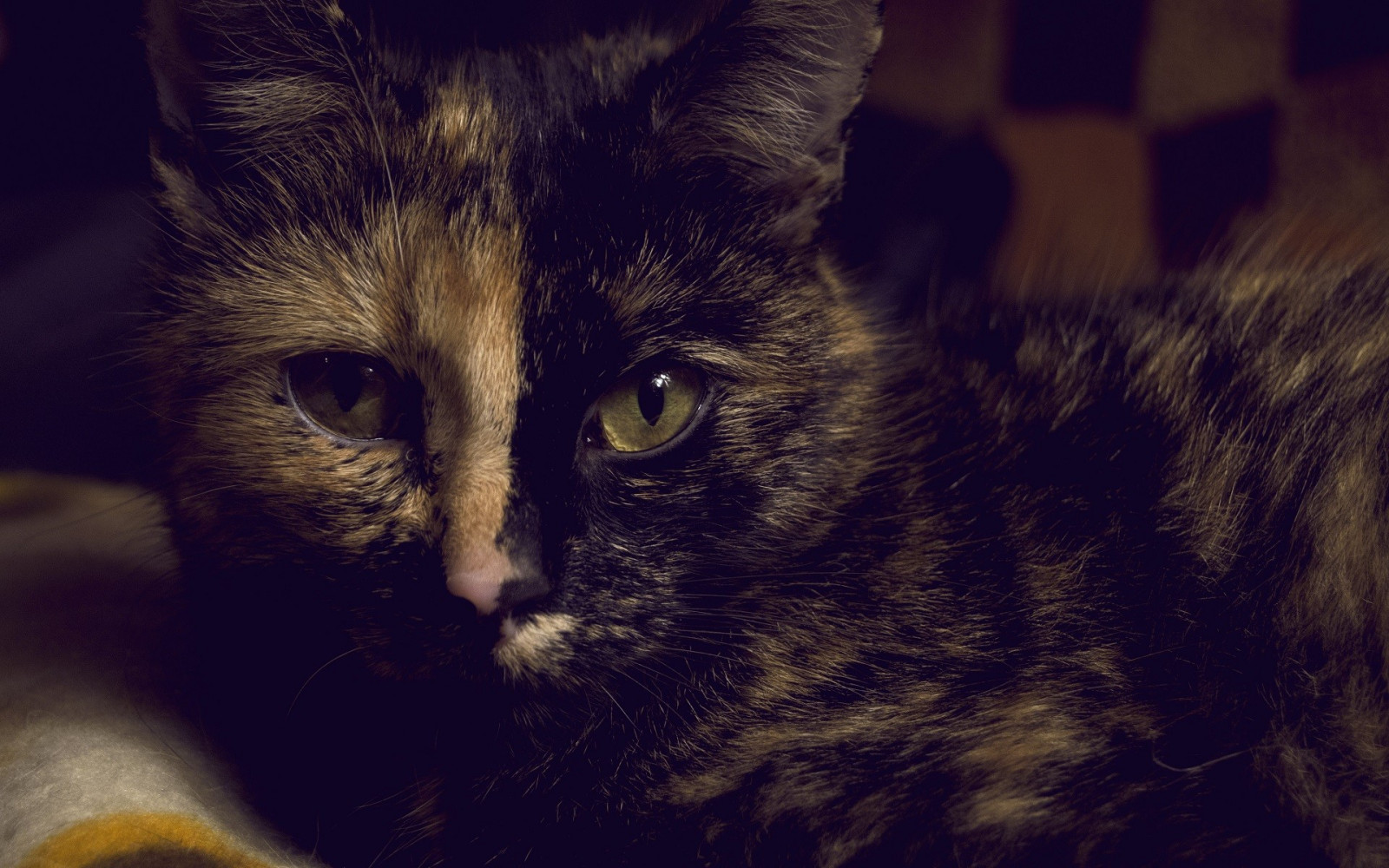 kočka, zvěř, nos, kníry, domácí zvíře, Černá kočka, kotě, tma, savec, obratlovců, zblízka, kočka jako savci, malé až středně velké kočky