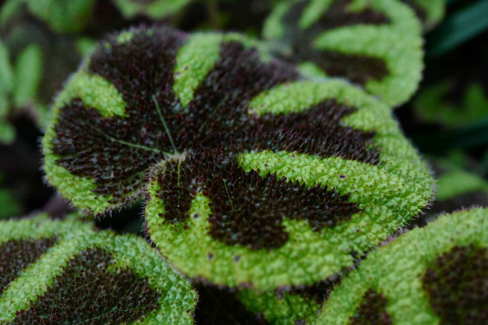 Japonsko, mech, zelená, Leica, Tokio, bylina, jp, list, květ, rostlina, flóra, Shinjuku, shinjukugyoen, summilux, leicaq, summilux1728, q, 1728, vyrobit, botanika, suchozemská rostlina, kvetoucí rostlina, keř, makro fotografie