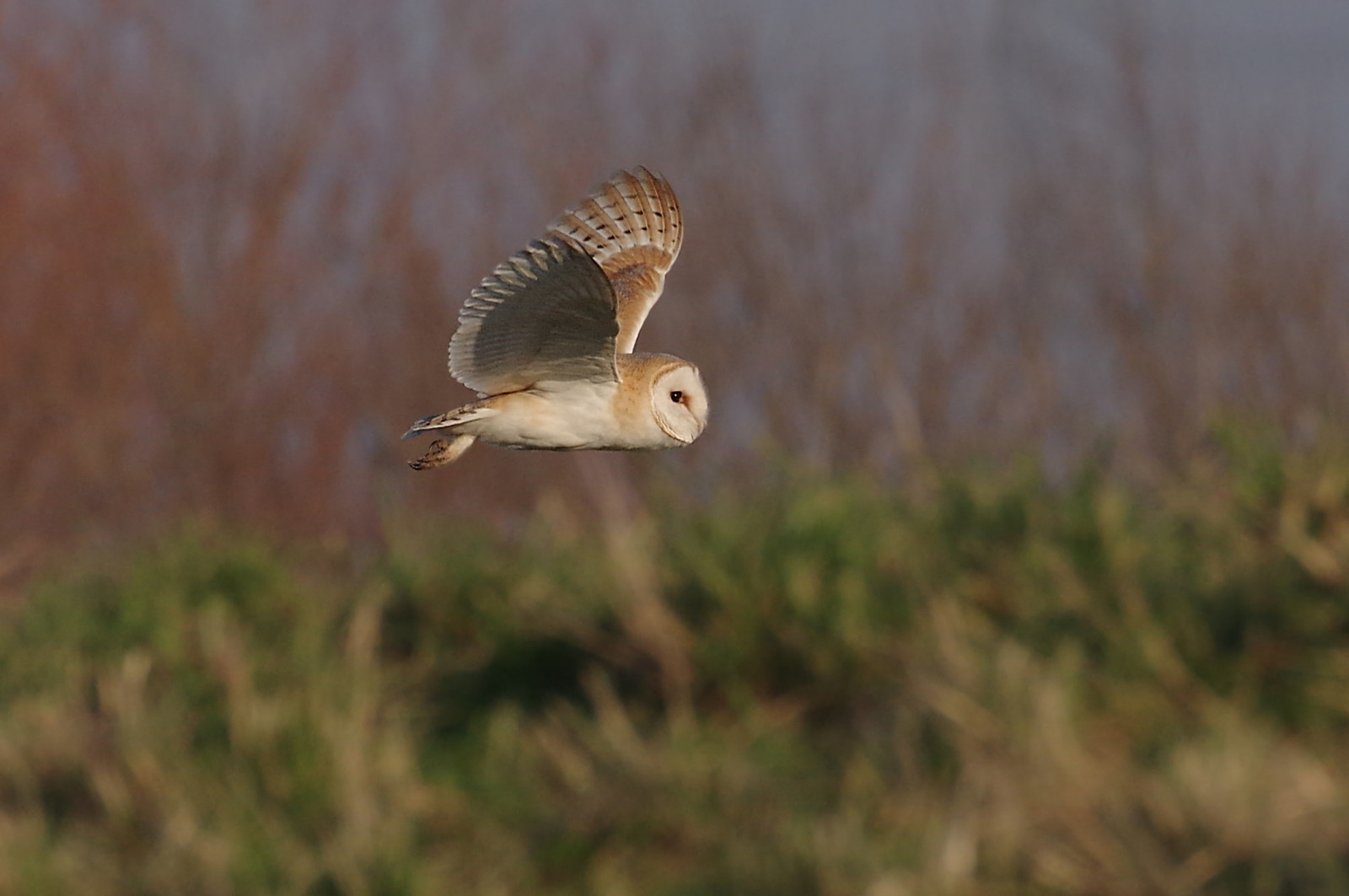 natur, græs, dyreliv, rovfugl, ugle, næb, Harrier, Flyvningen, græsarealer, fugl, vild, birdofprey, naturreservat, vinge, fauna, prærie, økosystem, økoregion, barnowl, WWT, welneywashes, wildfowlandwetlandstrust