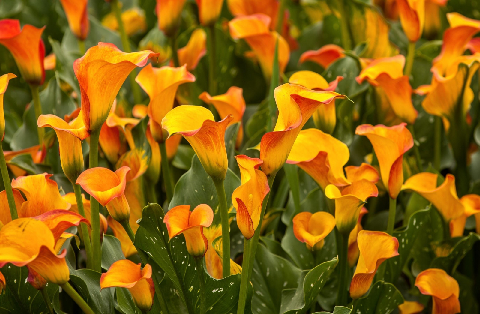 Wallpaper calla lilies, flowers, bright, close up, flowerbed