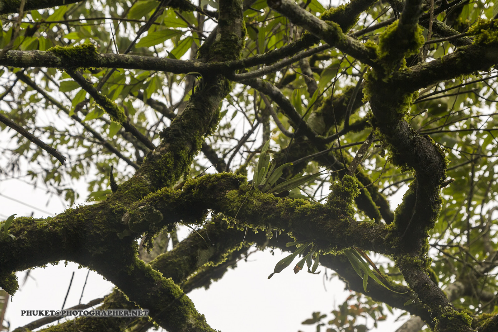 Skov, bakke, natur, bygning, græs, himmel, motorcykel, Mark, afdeling, hus, Hotel, grøn, blå, tåge, udvej, te, Malaysia, jungle, Thailand, regnskov, Sky, træ, dyr, rejse, blad, bjerg, blomst, plante, web, flora, mig, net, hjem, rejse, rejse, krydstogt, phuket, moto, Leathes, Cameron, højland, geo, phuketian, Kedah, stat, skov, levested, botanik, jord plante, vedplante, bagagerum, løvfældende