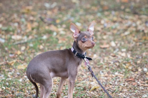 garden,park,dog,wildlife,autumn,puppy