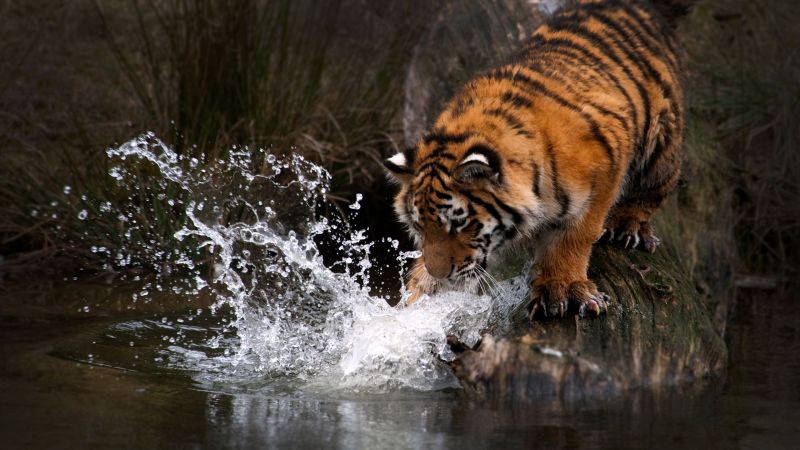animals, tiger, wildlife, big cats, water, nature animals, tiger, wildlife, big cats, water, nature