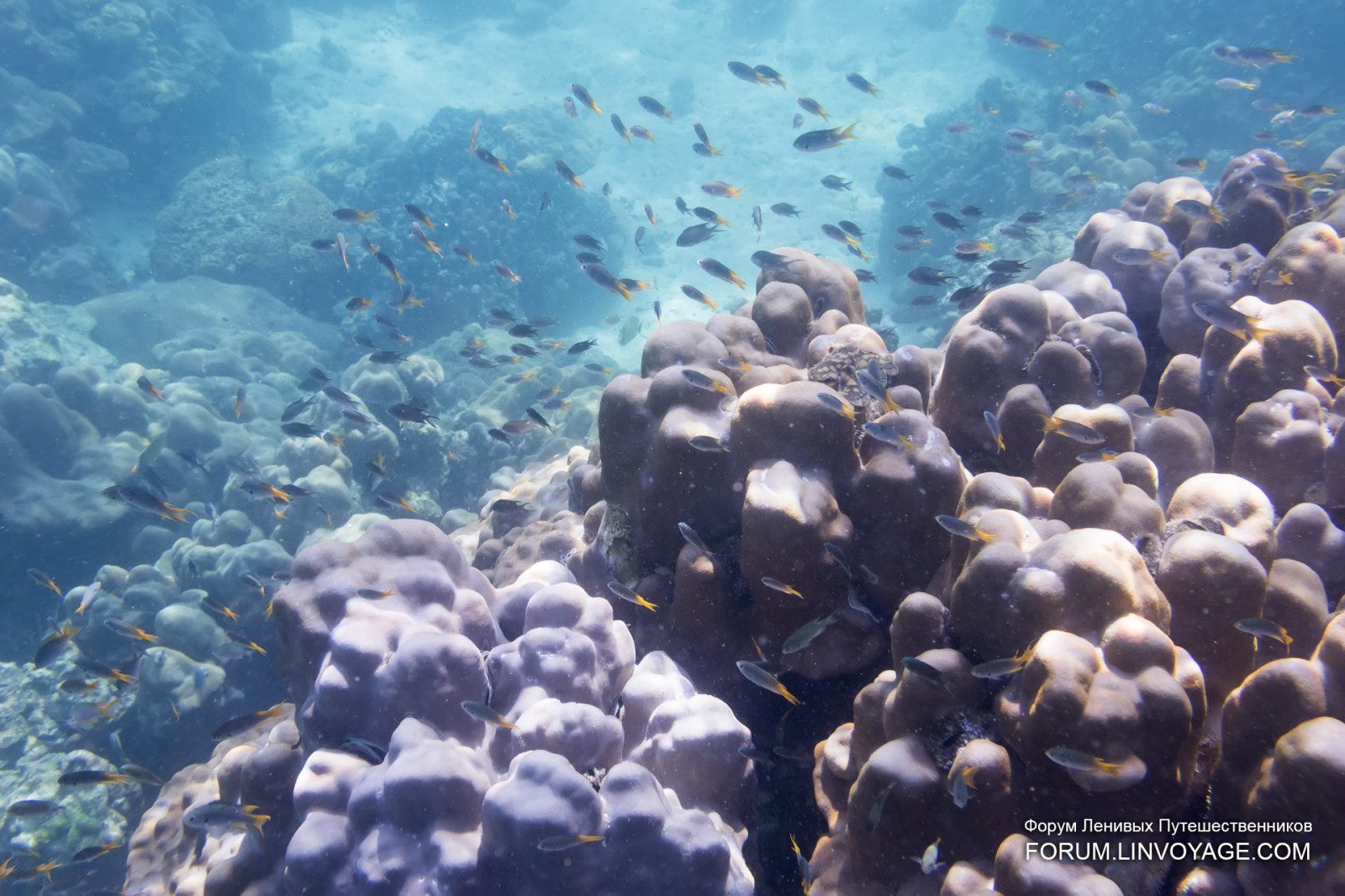 moře, voda, maska, Ryba, Pod vodou, korál, ostrov, bikiny, Malajsie, korálový útes, jachta, Thajsko, obří, ploutev, potápění, biologie, Langkawi, venkovní, dívka, oceán, skořápka, řetěz, hvězda, humr, krab, phuket, andaman, phuketian, volné potápění, phuketphotographernet, forumlinvoyagecom, httpforumlinvoyagecom, fugu, průhledný, útes, Omar, ploutve, mooray, místo výskytu, přírodní prostředí, bezobratlý, mořská biologie, mořští bezobratlí, korálový útes fish, kamenitá korál