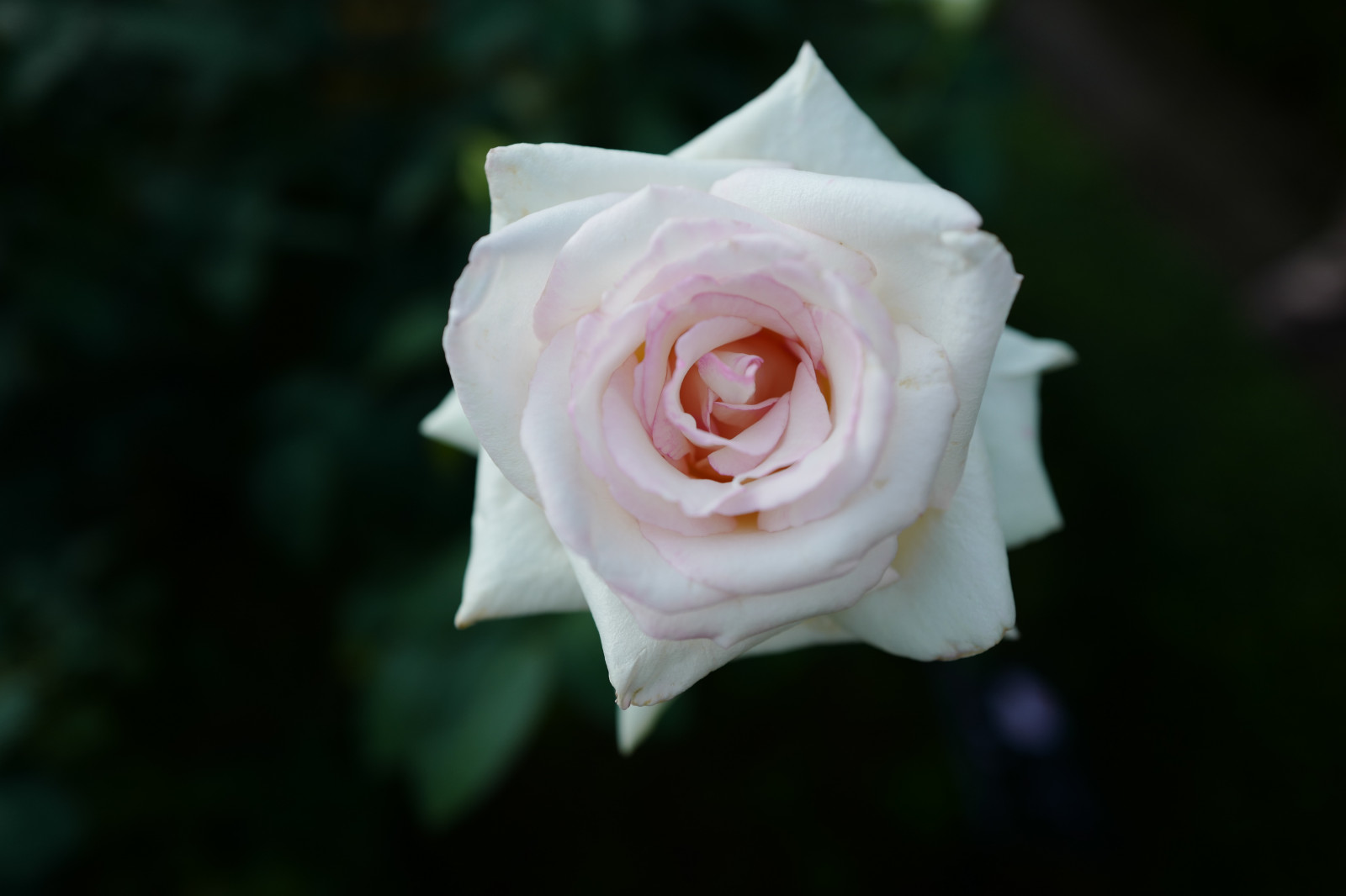 Japonsko, fotografování, růže, květ, růžový, Leica, Tokio, jp, květ, rostlina, flóra, okvětní lístek, summilux, leicaq, summilux1728, q, 1728, kyufurukawagarden, suchozemská rostlina, kvetoucí rostlina, zblízka, makro fotografie, závod stonek, zahradní růže, růže rodina, růže objednávka, floribunda, rosa centifolia