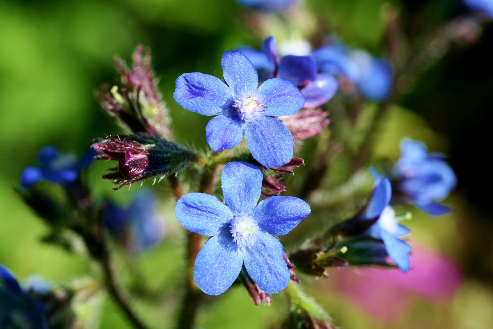 Fondos de pantalla Flores, macro, naturaleza, Alemania, Deutschland