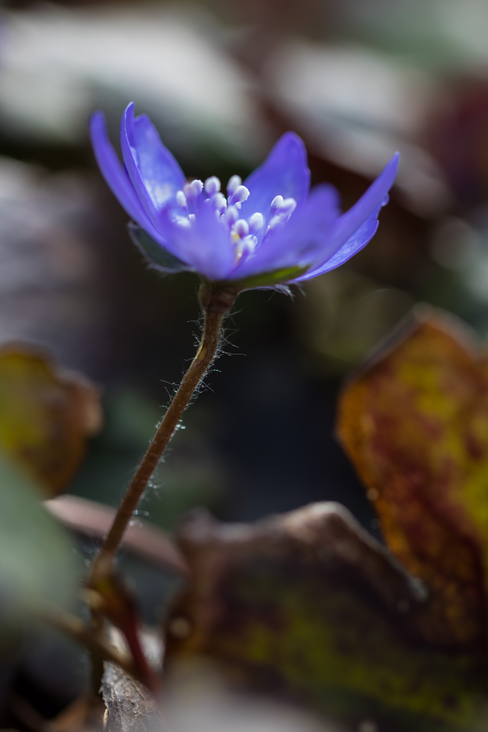 Příroda, fotografování, žlutý, květ, jaro, list, květ, rostlina, flóra, Lund, botaniskatr dg rden, v r, exif modelu canoneos760d, geocountry, Kamera aby kánon, geocity, Model fotoaparátu canoneos760d, geostate, geolocation, exif aby kánon, EXIF isospeed 100, exif focallength 100mm, EXIF ef100mmf28lmacroisusm čočka, Botanická zahrada, okvětní lístek, EXIF otvor 32, hepatica, blueanemone, bl sippa, divoká rostlina, botanika, suchozemská rostlina, kvetoucí rostlina, zblízka, makro fotografie, závod stonek