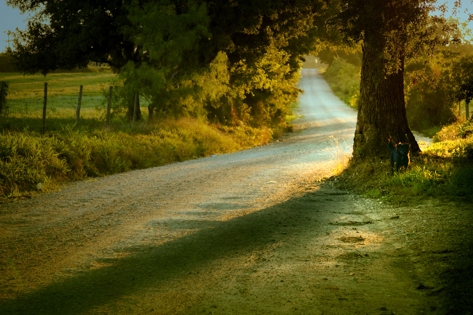 sollys, landskab, Skov, solnedgang, natur, afspejling, græs, vej, solopgang, grøn, aften, morgen, flod, egetræ, landdistrikterne, Tusmørke, Texas, Rustik, pastorale, lys, Land, træ, efterår, skygger, blad, daggry, plante, sæson, elitegalleryaoi, tx, abigfave, bestcapturesaoi, tripleniceshot, egetræ, skov, fotoblog, lonestarstate, northtexas, Det centrale Texas, themagichour, hillcountytexas, hillcounty, thegoldenhour, northcentraltexas, aestheticoftheplain, landdistrikt, atmosfærisk fænomen, vedplante, hunde, tyson, summerdog, tysontexas