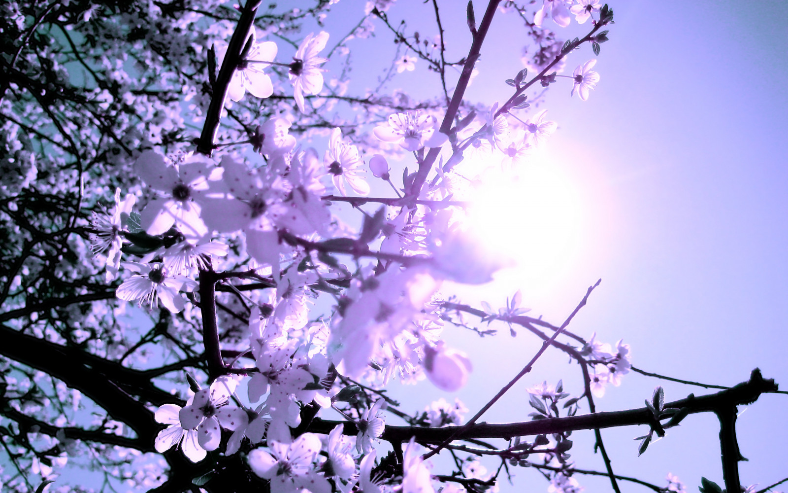 Backgorund Ranting Bunga Wallpaper : 2560x1600 px, blossoms, ranting, bunga-bunga, musim semi ...