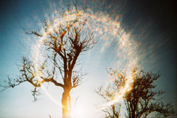 tree,xpro,crossprocessed,toycamera,lensflare,hertfordshire