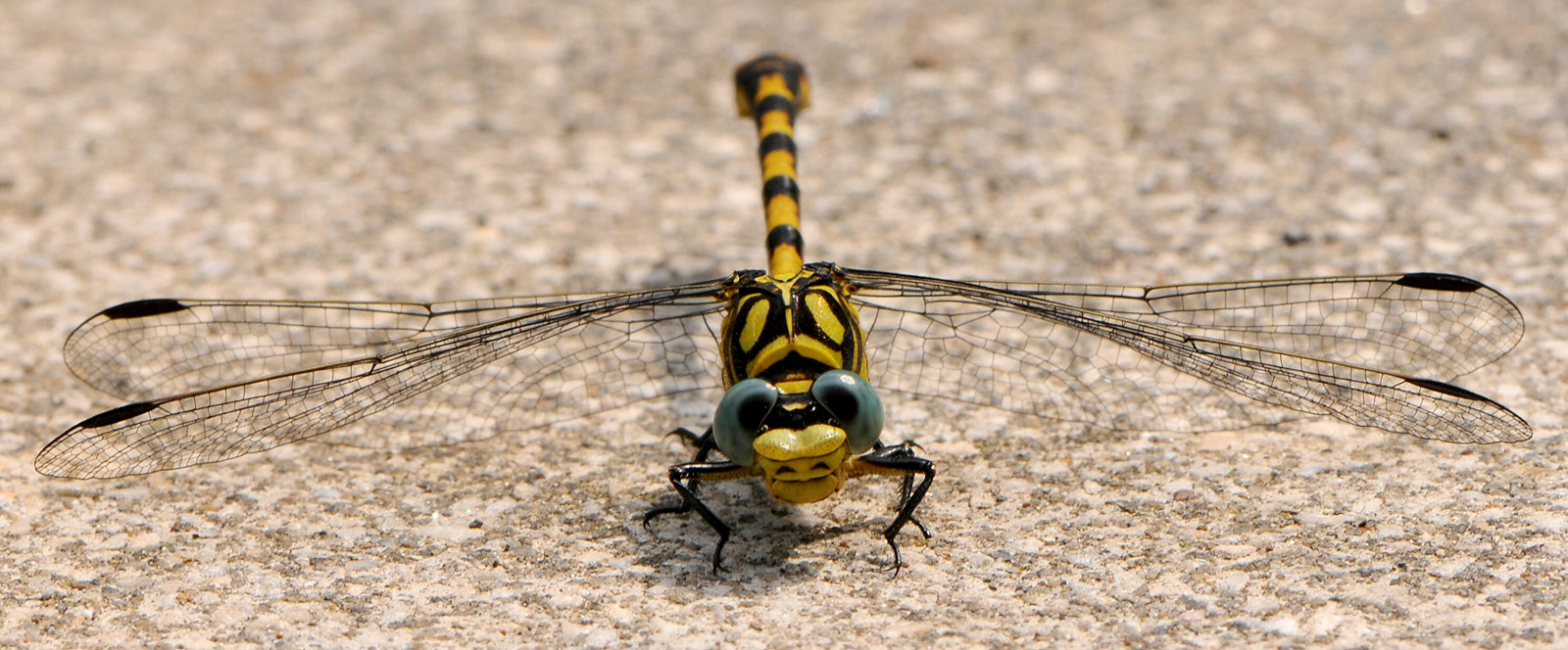 Wallpaper Eyes Nature Yellow Nikon Fly Colors 