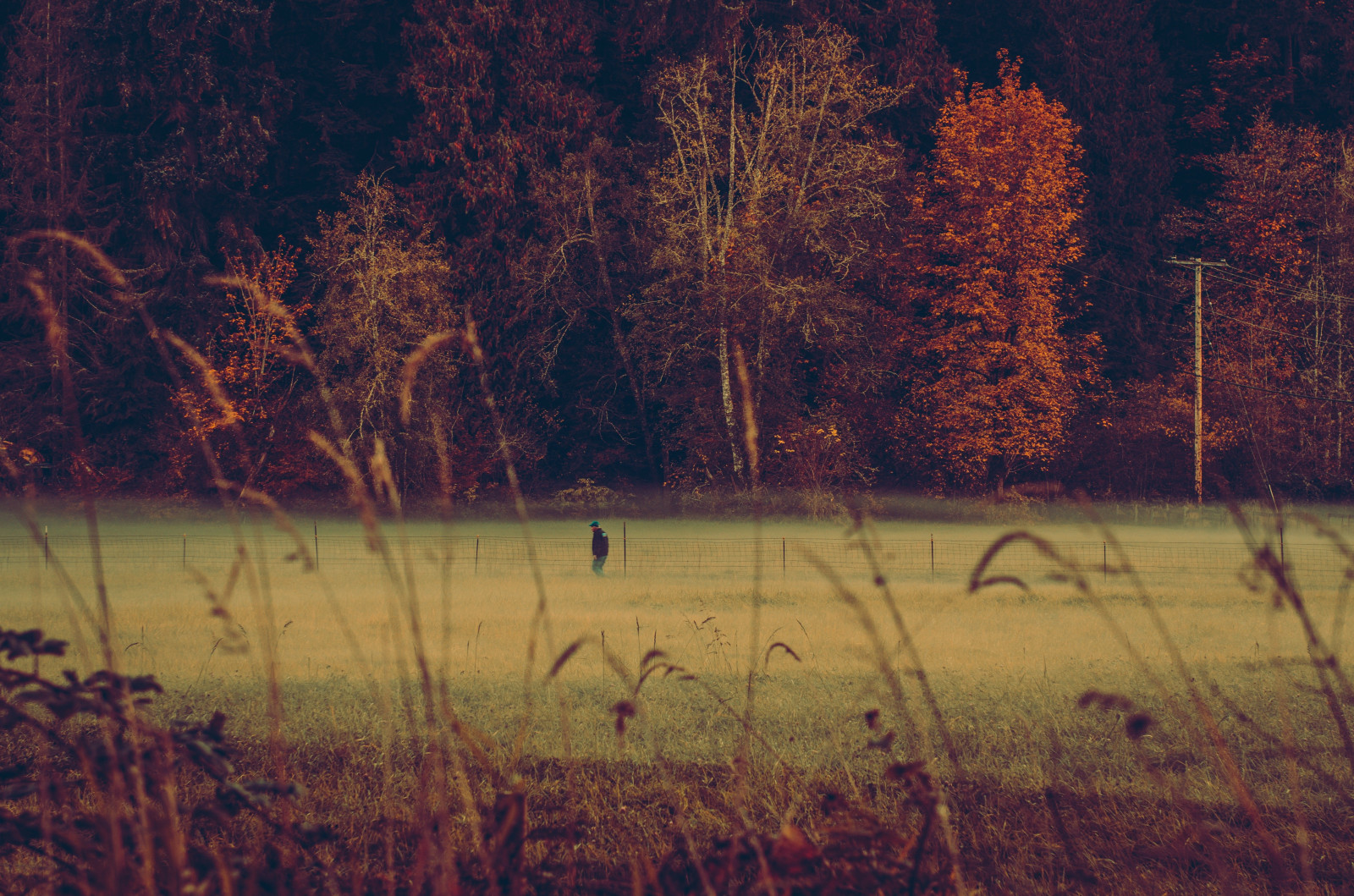 Sonnenlicht, Bäume, Landschaft, Wald, Sonnenuntergang, Wasser, Natur, Betrachtung, Gras, Abend, Morgen, Zaun, Wildnis, Baum, Herbst, Blatt, Dämmerung, Pflanze, Jahreszeit, Wiese, Wald, ländliches Gebiet, Lebensraum, natürlichen Umgebung, Atmosphärisches Phänomen, Holzige Pflanze, Grasfamilie