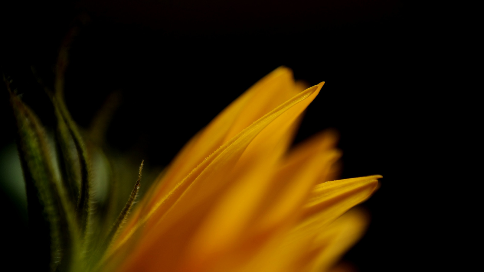 květ, blackbackground, bloem, Zonnebloem, Raynoxm250, Heliantus, samsungnx300