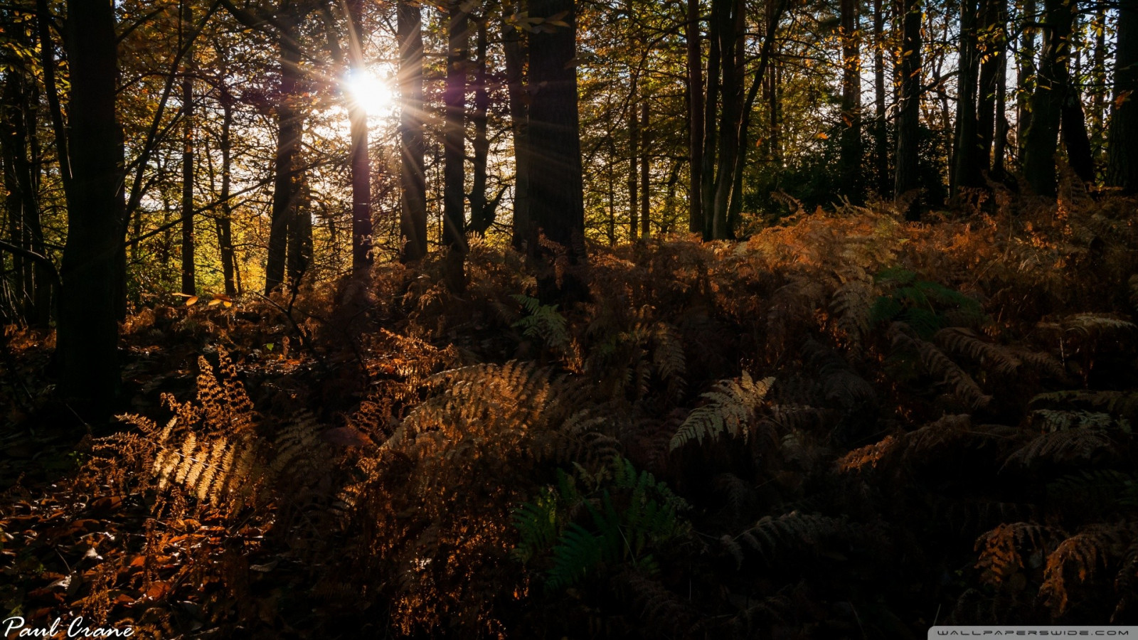 sollys, træer, Skov, natur, ødemark, jungle, regnskov, vådområde, træ, efterår, blad, sæson, skærmbillede, skov, levested, naturligt miljø, geografisk funktion, økosystem, biom
