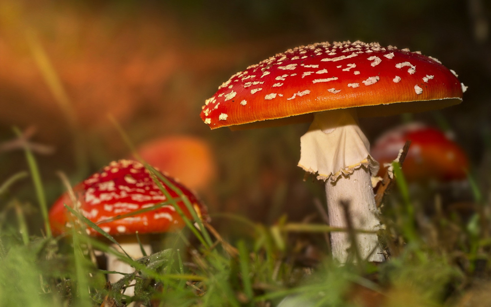 natur, rød, makro, champignon, svamp, efterår, blad, blomst, plante, flora, wildflower, botanik, tæt på, makrofotografering, medicinske svampe, agaric