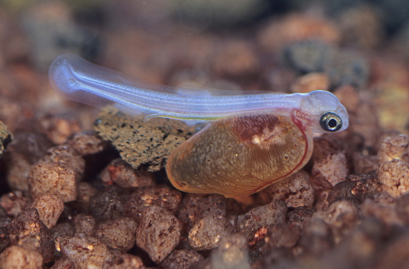 Wallpaper : fish, bottom, water 5367x3532 - CoolWallpapers - 1035925 ...