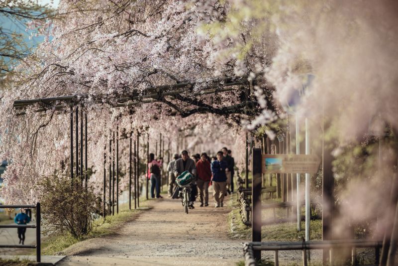 kwiat, roślina, drzewo, wiosna, Kwiat Wiśni, gałąź