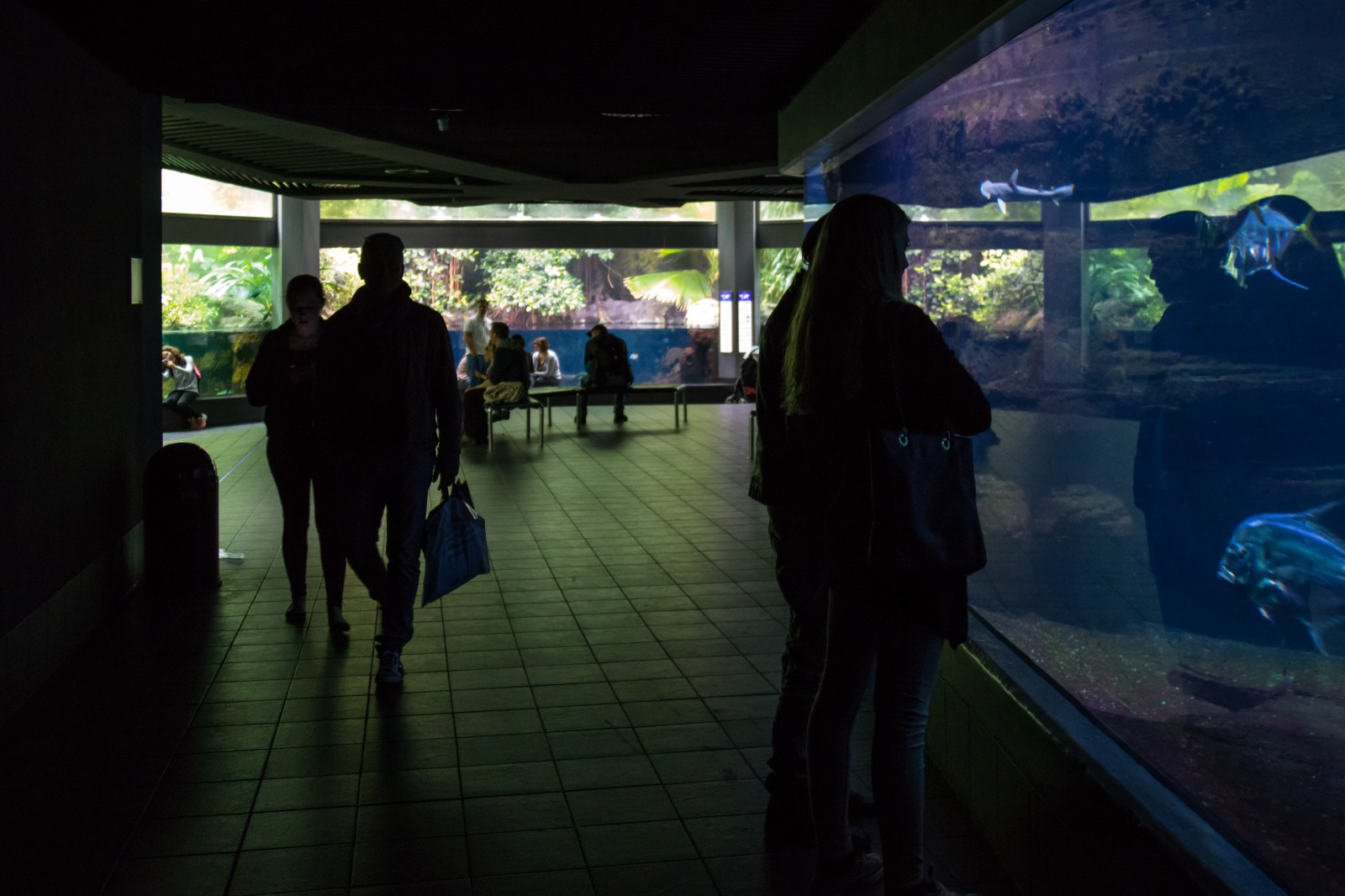 nat, Tyskland, akvarium, Berlin, tyskland, deutschland, aquariumberlin, Akvarium, mørke, berlineraquarium, billede, øjebliksbillede, skærmbillede