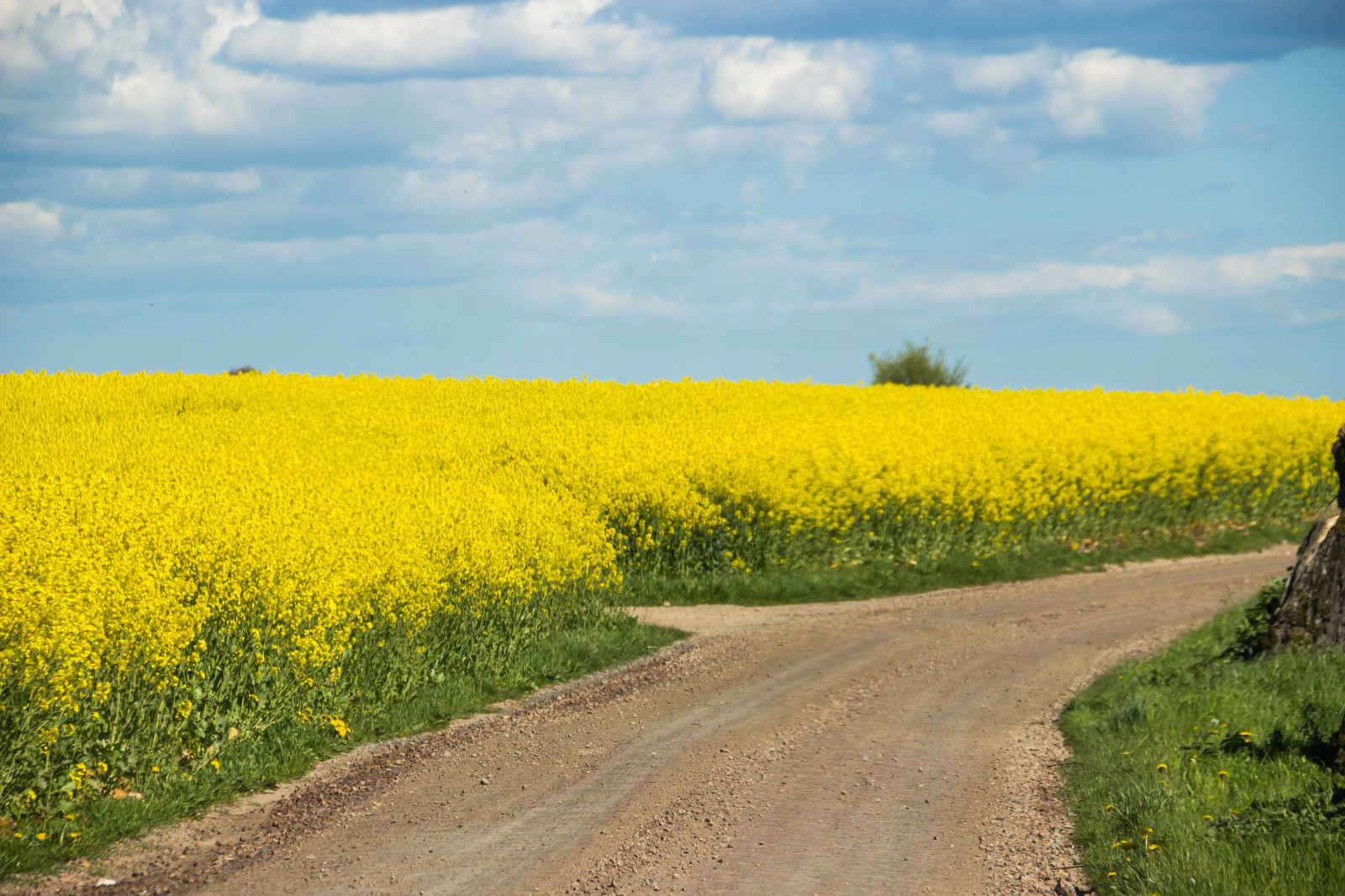 krajina, jídlo, nebe, pole, silnice, žlutý, horizont, řepkového, mrak, květ, rostlina, nebe, sk ne, venkov, moln, nárazy, f lt, landskap, Norra by, řepka, rapefield, VAG, zemědělství, louka, prostý, prérie, oříznutí, venkov, vyrobit, suchozemská rostlina, kvetoucí rostlina, tráva rodina, zeleninový, brassica, hořčice závod, brassica rapa, hořčice a zelí rodina