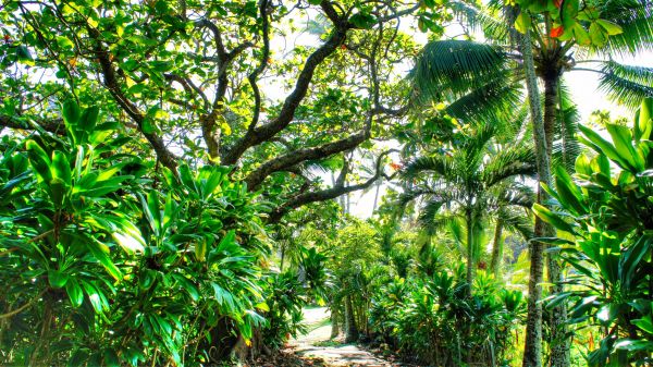 forest,waterfall,garden,beach,branch,green