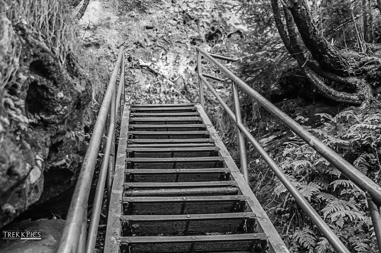 Skov, monokrom, bro, Canon, Dresden, transportere, Elbe, Bastei, K nigstein, 2016, træ, rejse, dårlig, berg, spore, Nationalpark, foto, eos, schweiz, reise, personen, sachsen, Gebirge, Wasserfall, Felsen, sort og hvid, monokrom fotografering, groser, Wandern, Aussicht, Gipfel, praktisk, s chsische, b hmische, ESK, v carsko, Schandau, bahnhof, Lilien, stein, Lichtenhainer, Kirnitzschtal, Luchs, Gehege, Aufzug, Kuhstall, kleiner, Winterberg, kipphorn, kreuz, Lilienstein, labe, elbsandstein