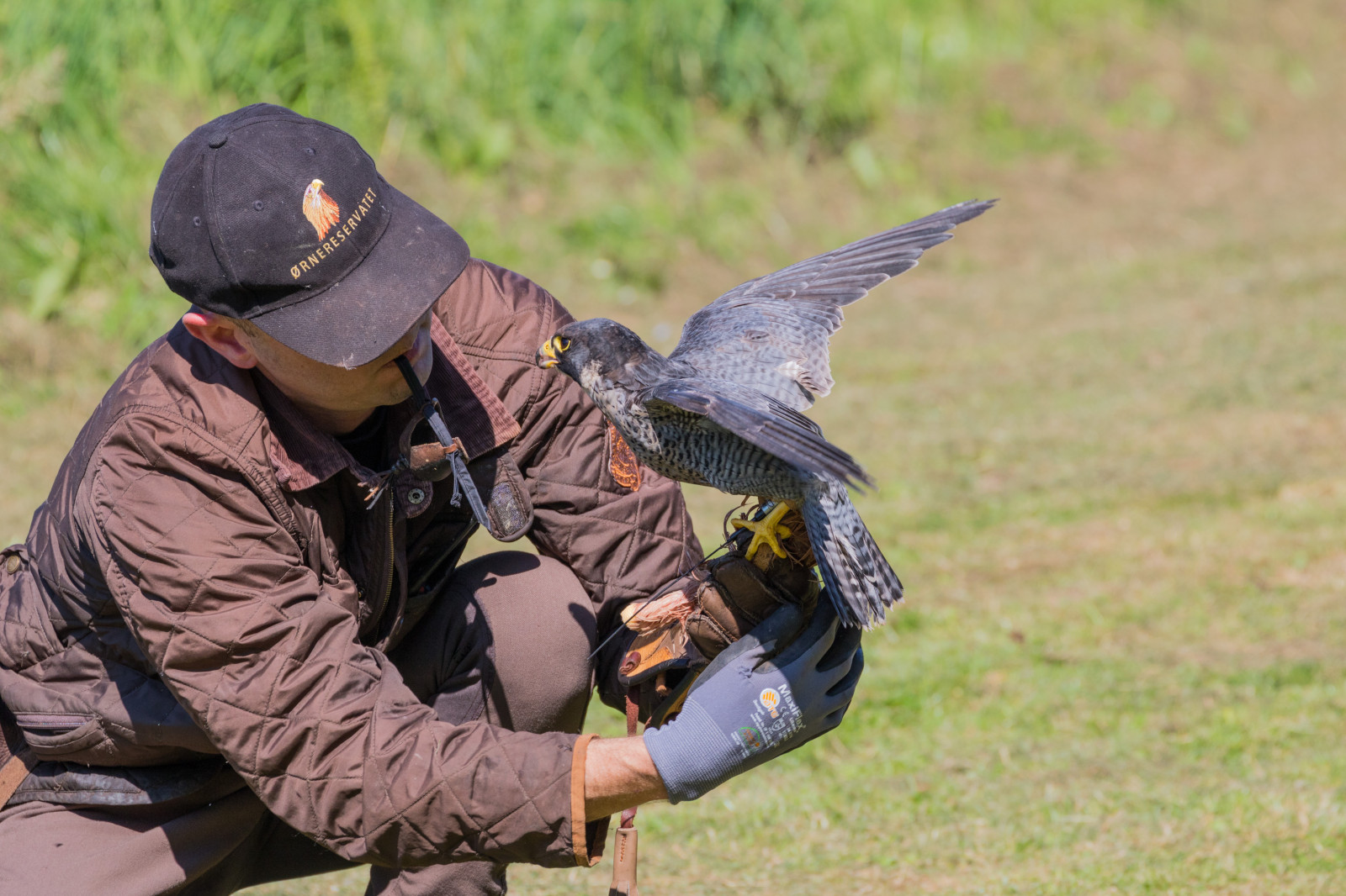 válečný, Dánsko, Sokol, pták, birdofprey, Danmark, f gel, exif modelu canoneos760d, geocountry, Kamera aby kánon, geocity, Model fotoaparátu canoneos760d, geostate, geolocation, exif aby kánon, EXIF otvor 71, exif isospeed 200, EXIF ef70300mmf456lisusm čočka, Skagen, rovf gel, eagleworld, rnreservatet, Falk, exif focallength 277mm, falkoner, falkonerare