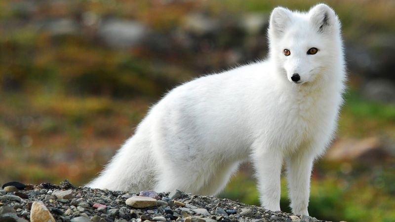 1920x1080 px, animals, nature, arctic fox, fox 1920x1080 px, animals, nature, arctic fox, fox