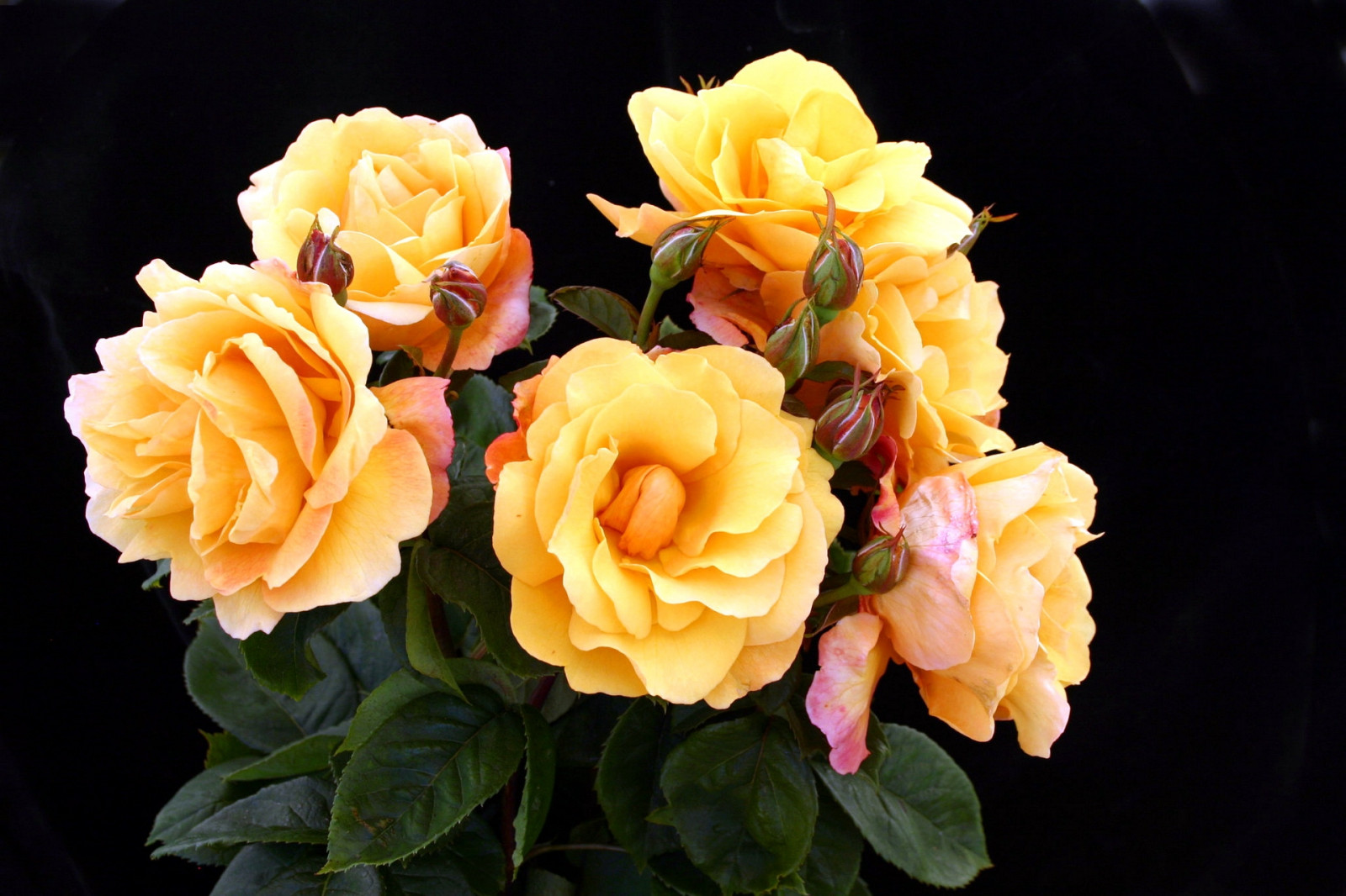 Wallpaper : yellow, background, flora, petal, land plant, flowering