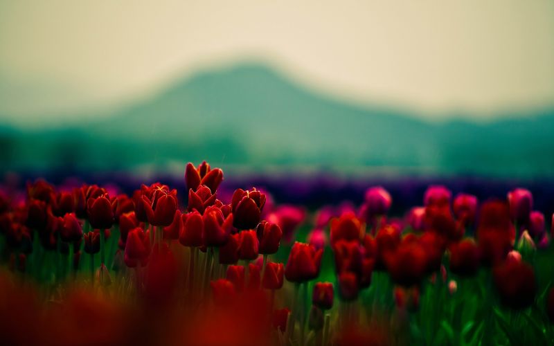 květiny, Příroda, Červené, tulipány, pole, zelená květiny, Příroda, Červené, tulipány, pole, zelená