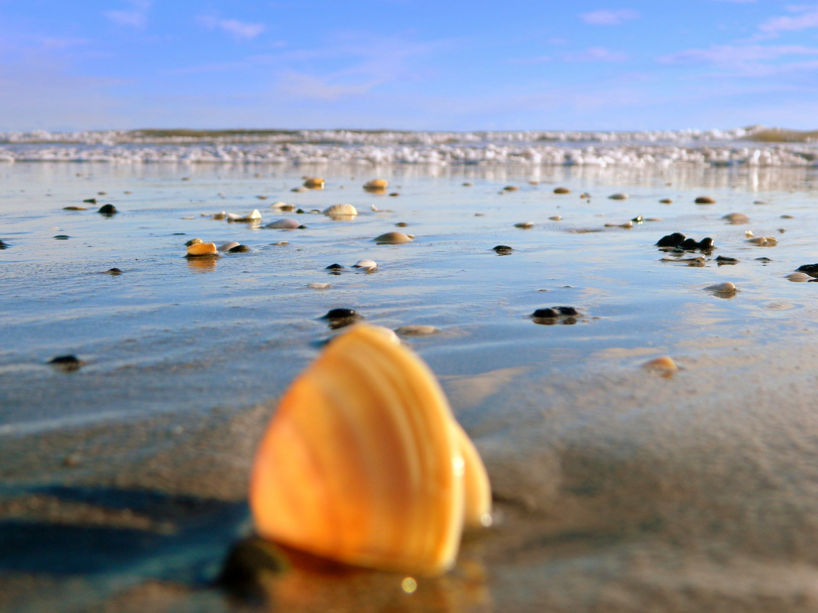 Wallpaper : shells, reflection, sea, water, beaches, newzealand