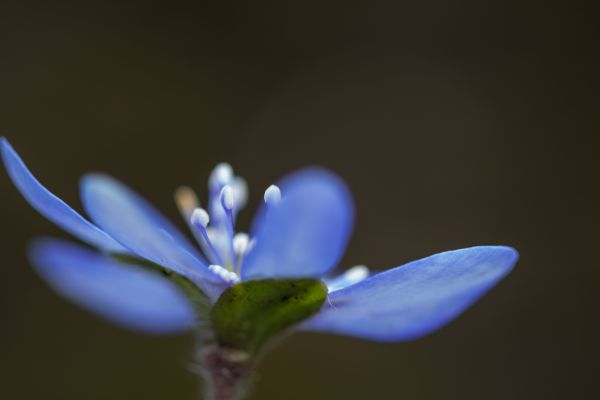 spring,lund,flower,blomma,botanicgarden,var