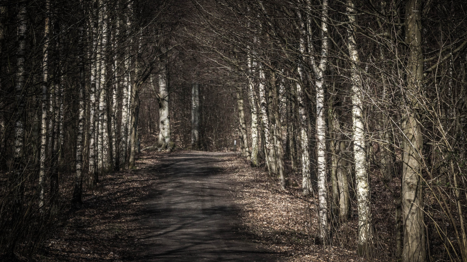 slunečnímu záření, stromy, les, Příroda, zima, dřevo, větev, cesta, bj rk, světlo, strom, podzim, list, rostlina, sezóna, tr d, les, tma, stig, bookskogen, skogen, zálesí, háj, místo výskytu, přírodní prostředí, atmosférický jev, dřevina, ekosystém, mírné jehličnatý les, kufr, opadavý