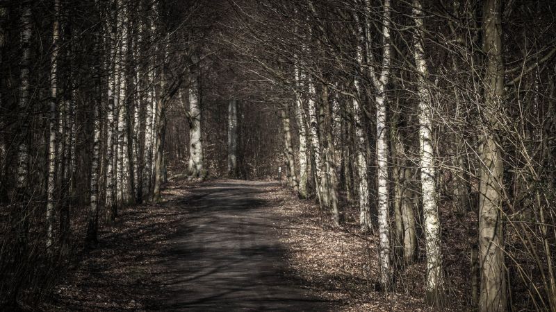 แสงแดด,ต้นไม้,ป่า,ธรรมชาติ,ฤดูหนาว,ไม้