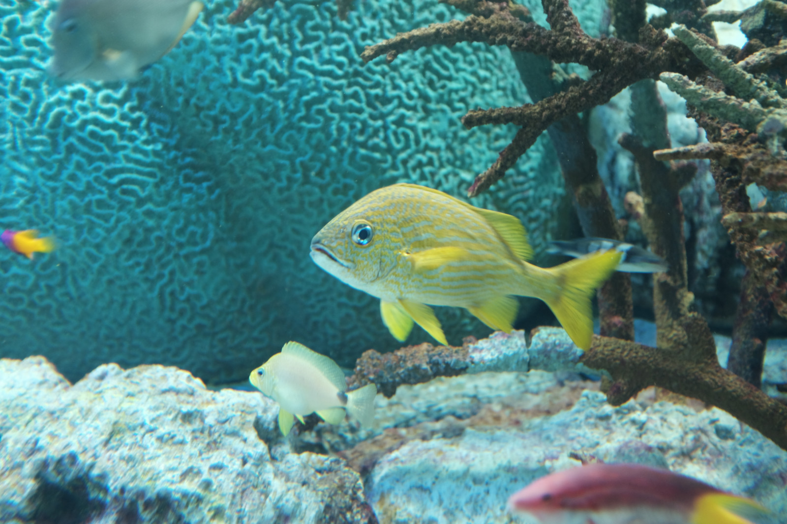 fisk, undervands-, koralrev, akvarium, Tokyo, Fujifilm, biologi, troperne, rev, Fujinon, x, x100, x100t, Kasai, kasairinkaipark, tokyosealifepark, fauna, havbiologi, organisme, koralrev fisk, ferskvand akvarium, Pomacentridae, pomacanthidae