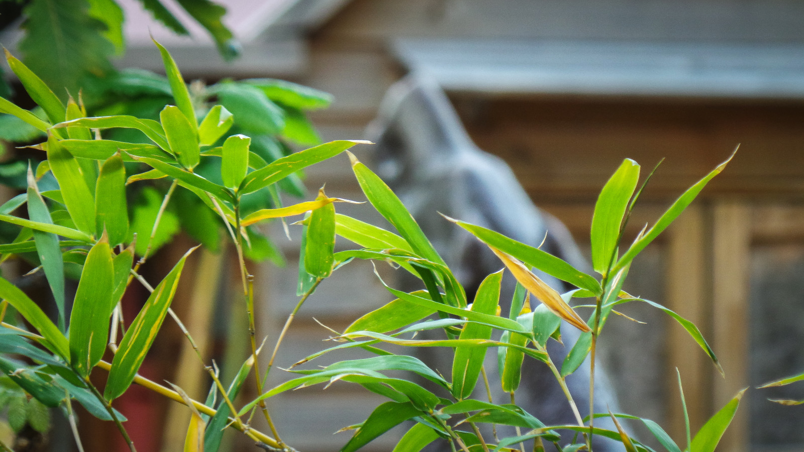 Grün, Gelb, Garten, hölzern, Samsung, Bambus, Adelaide, anmutig, Wedeln, Cubbyhouse, Theen, Carrickhill, Storybookwalk