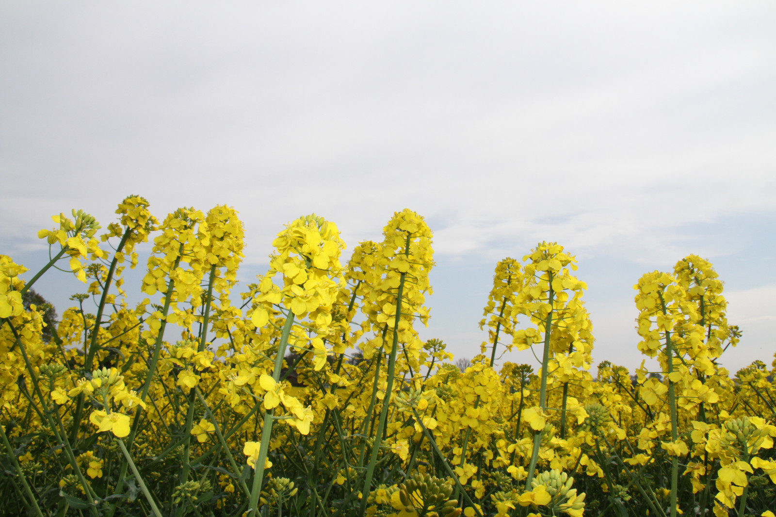 paesaggio, cibo, cielo, campo, giallo, colza, fiore, pianta, canola, agricoltura, Söderslätt, prato, Fiore di campo, prateria, raccolto, produrre, impianto di terra, pianta fiorita, famiglia di erba, verdura, brassica, mostarda, impianto di senape, Brassica rapa, senape e cavolo famiglia