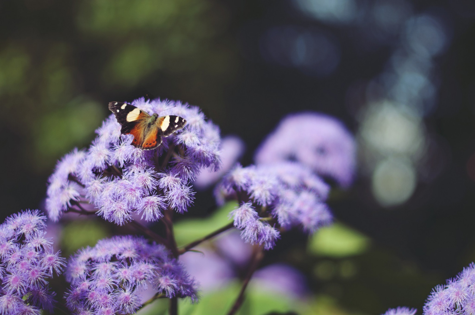 zvěř, Příroda, rostliny, fotografování, motýl, hmyz, levandule, pyl, květ, lepidoptera, Včela, květ, rostlina, flóra, fauna, divoká rostlina, 2048x1360 px, botanika, zblízka, makro fotografie, bezobratlý, membrána okřídlený hmyz, nektar, včelí med, opylovači, můry a motýli