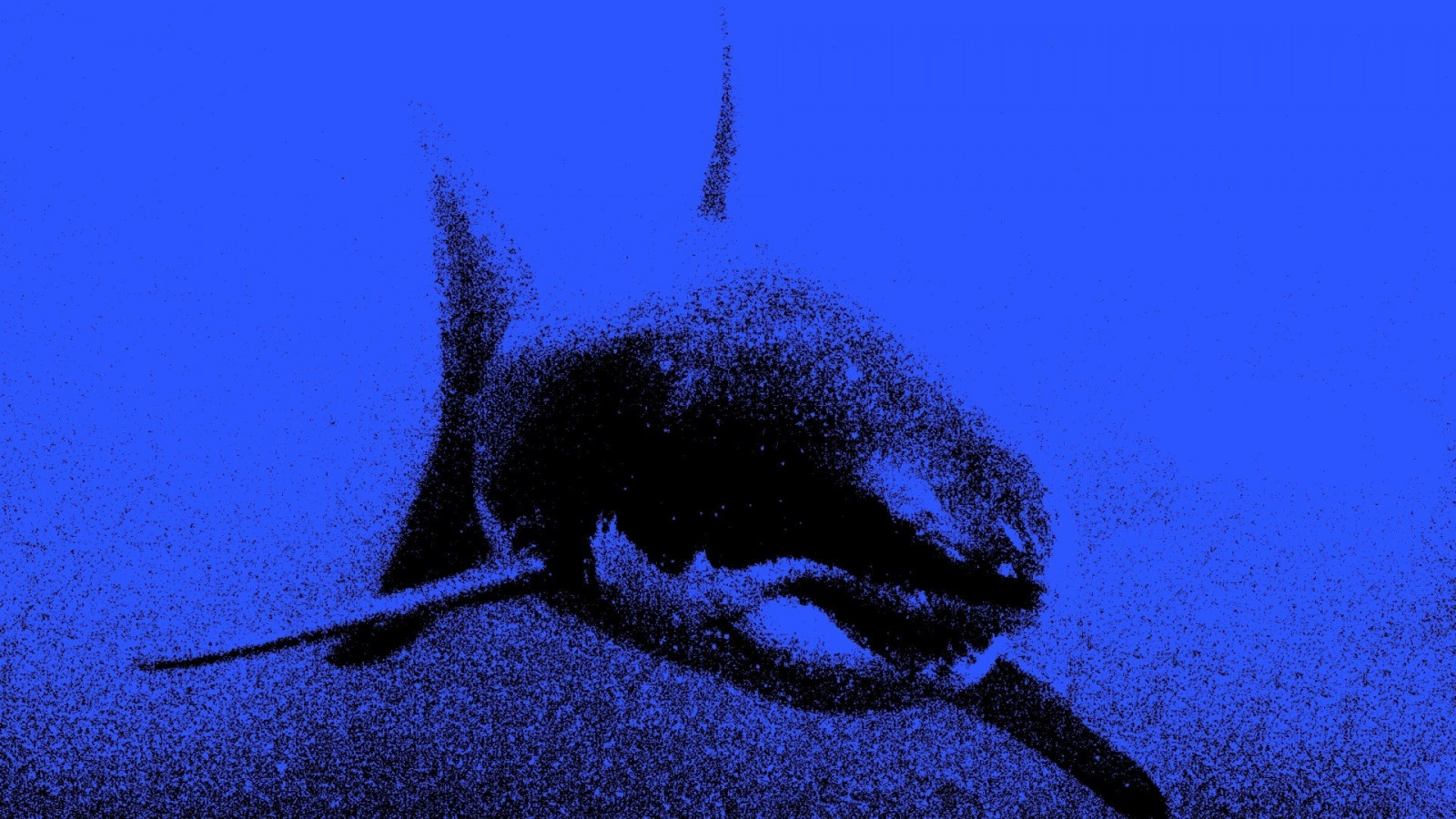 moře, žralok, Ryba, Pod vodou, Velký bílý žralok, biologie, 1920x1080 px, mořská biologie, hlubinné ryby