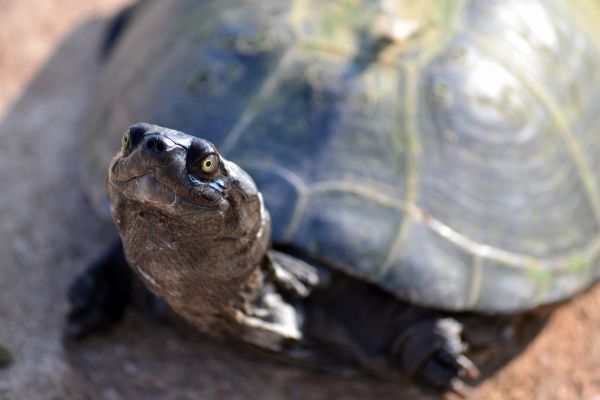 wildlife,turtle,Tortoise,shell,reptile,fauna
