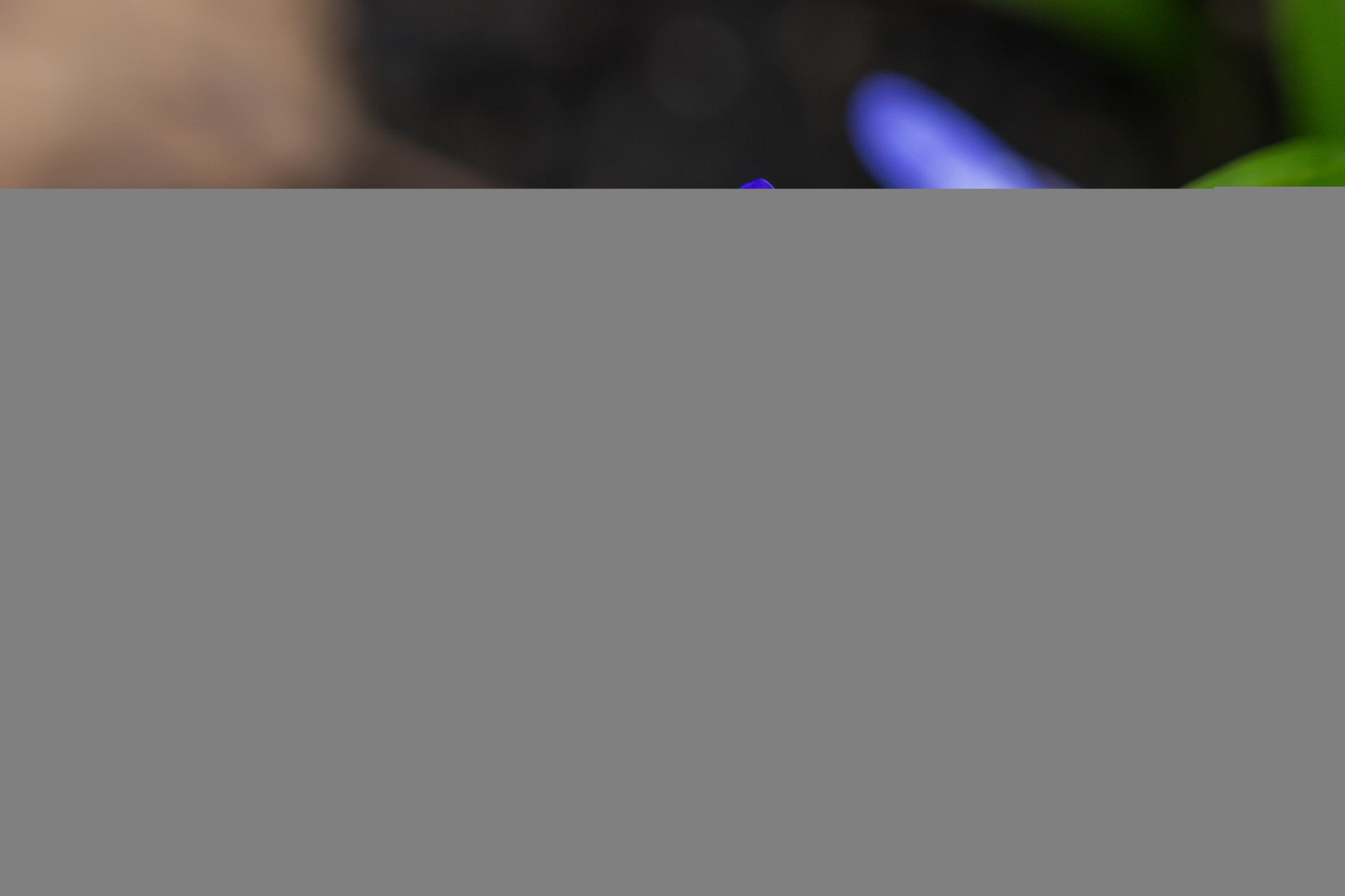 ลันด์, ดอกไม้, แมโคร, หยด, Blomma, makro, พฤกษศาสตร์, ตับ, botaniskatr dg rden, blipippa, droppe