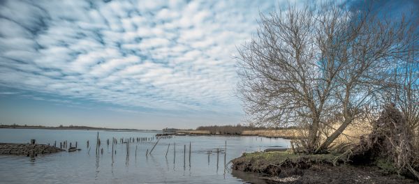 water, tree, sky, cloud, reflection, Bank