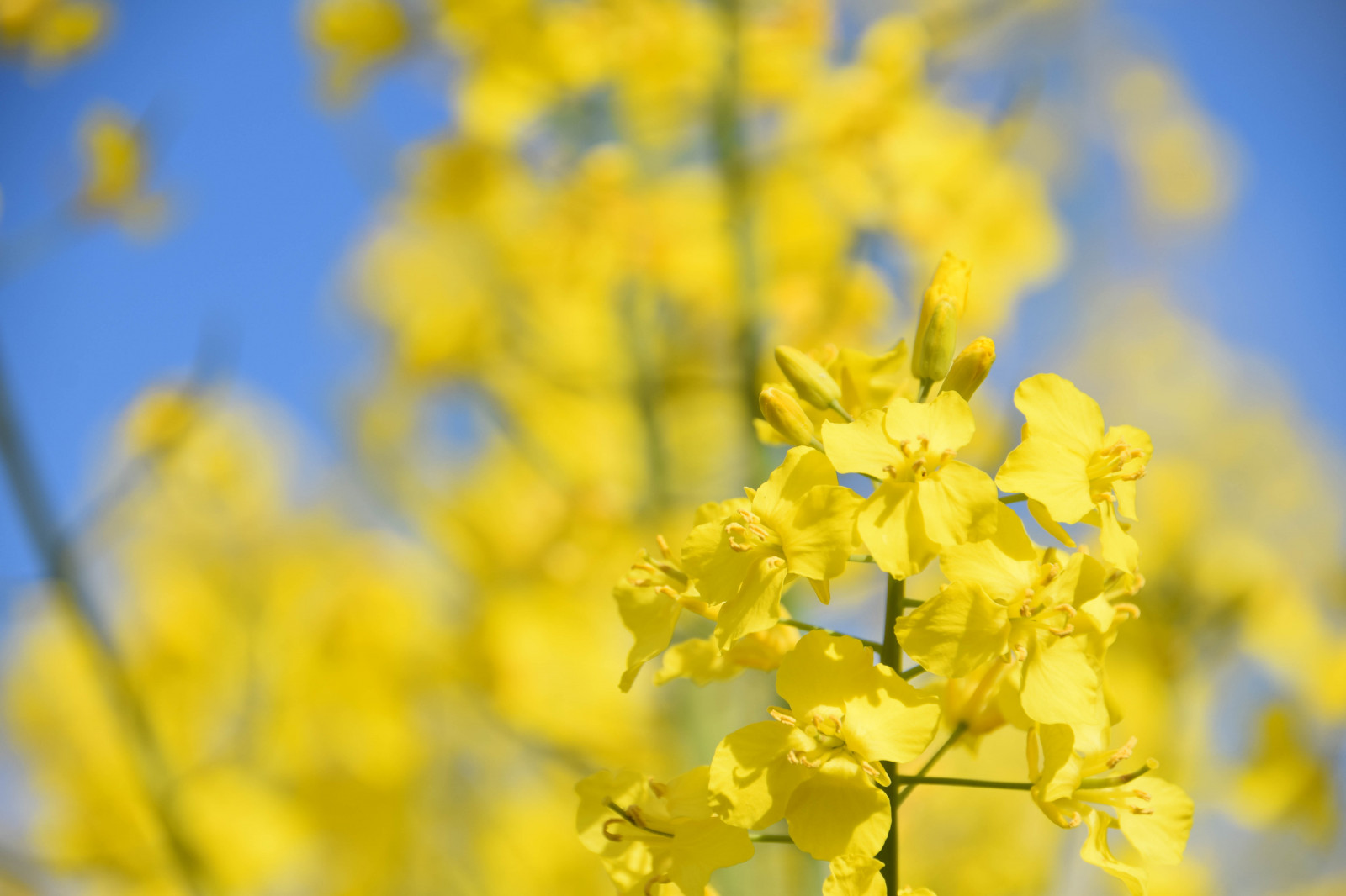 sollys, mad, natur, himmel, afdeling, gul, mimoser, blomst, Sverige, Sverige, Raps, træ, blomst, plante, udendørs, flora, sk nel n, SE, himmel, sk ne, landskabet, landsbygd, voldtage, veje, brassicanapus, Rapseed, spannm l, raps, eng, wildflower, fremstille, jord plante, blomstrende plante, makrofotografering, grøntsag, kål, sennep, sennep plante, tempeltræet