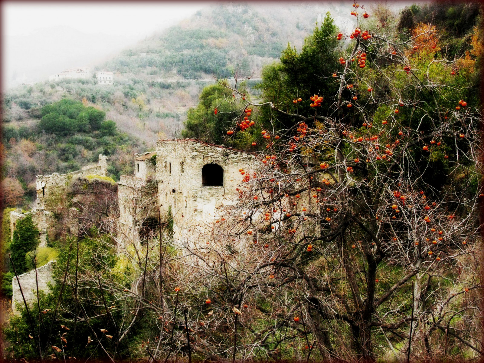 Fondos de pantalla Navidad, árbol, abandonado, Arbol, pueblo, Liguria