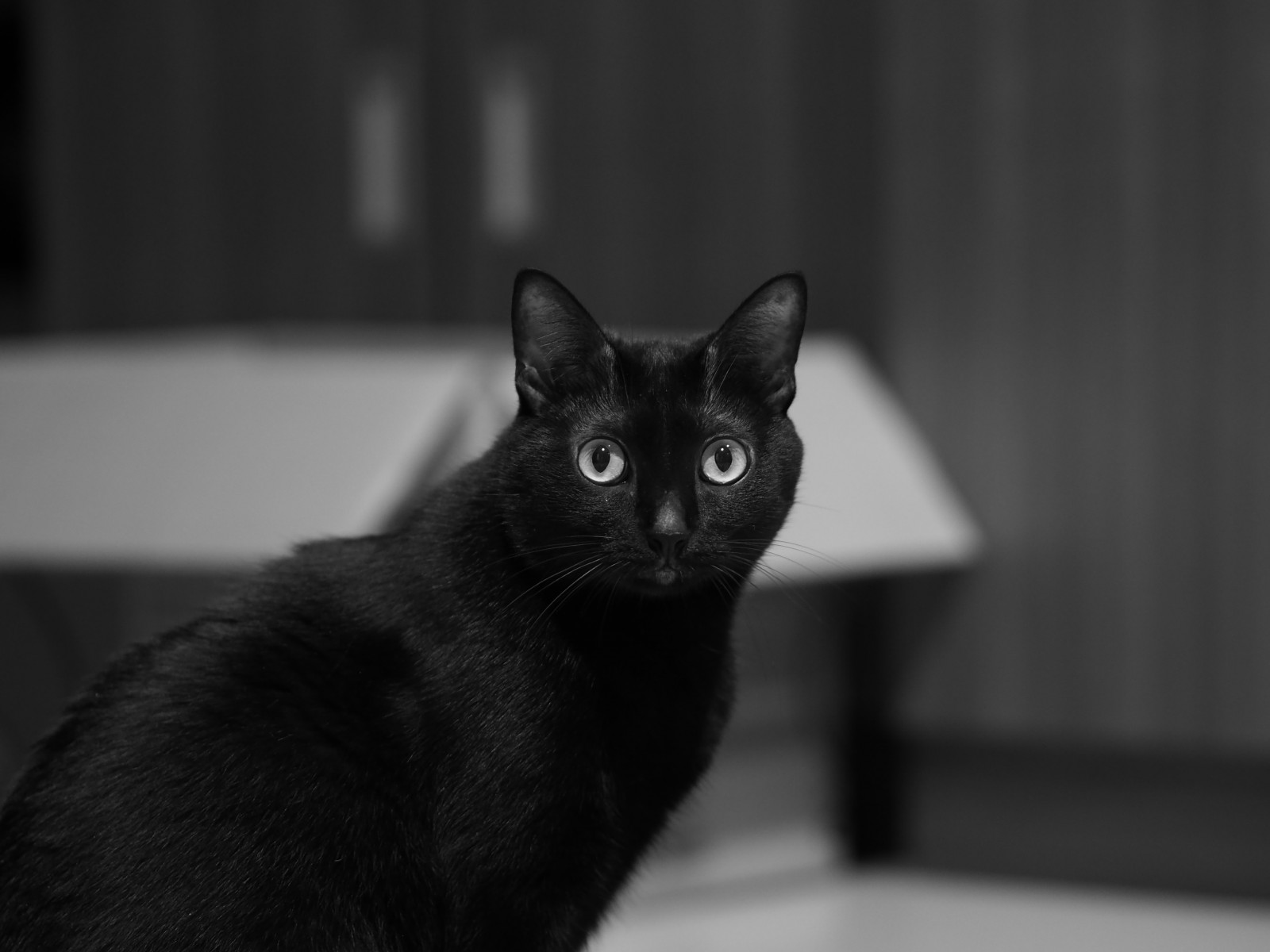 Černá, kočka, černobílý, kníry, Taiwan, Černá kočka, Olympus, kotě, savec, Černý a bílý, monochromatické fotografování, obratlovců, kočka jako savci, malé až středně velké kočky, carnivoran, Černá kočka, Bombaj