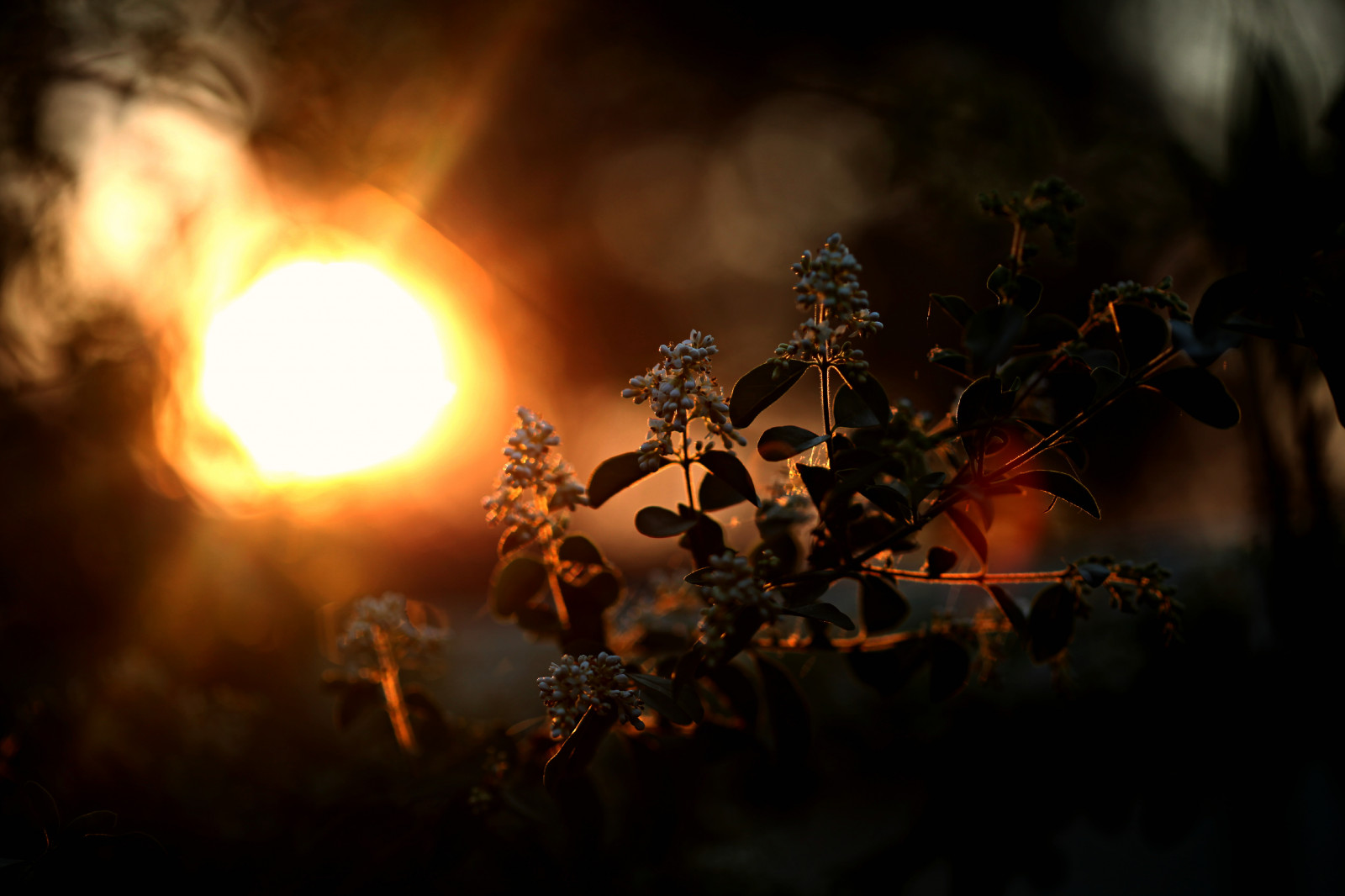 กล้อง, ดอกไม้, เบา, พระอาทิตย์ตก, สีแดง, ท้องฟ้า, ส้ม, ดวงอาทิตย์, ดอกไม้, สี, แมโคร, ธรรมชาติ, ดอกไม้, ใบไม้, Canon, โครงการ, เลนส์, การถ่ายภาพ, 50 มม, ใบไม้, bokeh, เครื่องหมาย, 100 มม, 5d, 365, markii, mark2, 365 โครงการ