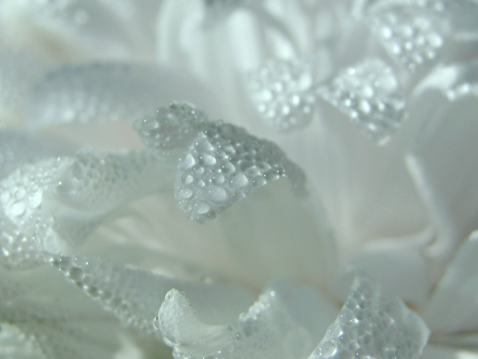 bianca, cristallo, Stoccolma, Svezia, luccichio, raso, rugiada, pizzo, 2012, fiore, anello, Materiale, petalo, gioielleria, copricapo, Elahe, accessorio di moda, avvicinamento, fotografia macro, accessorio dei capelli, accessorio nuziale, bling bling, fornitura cerimonia di nozze, abbellimento