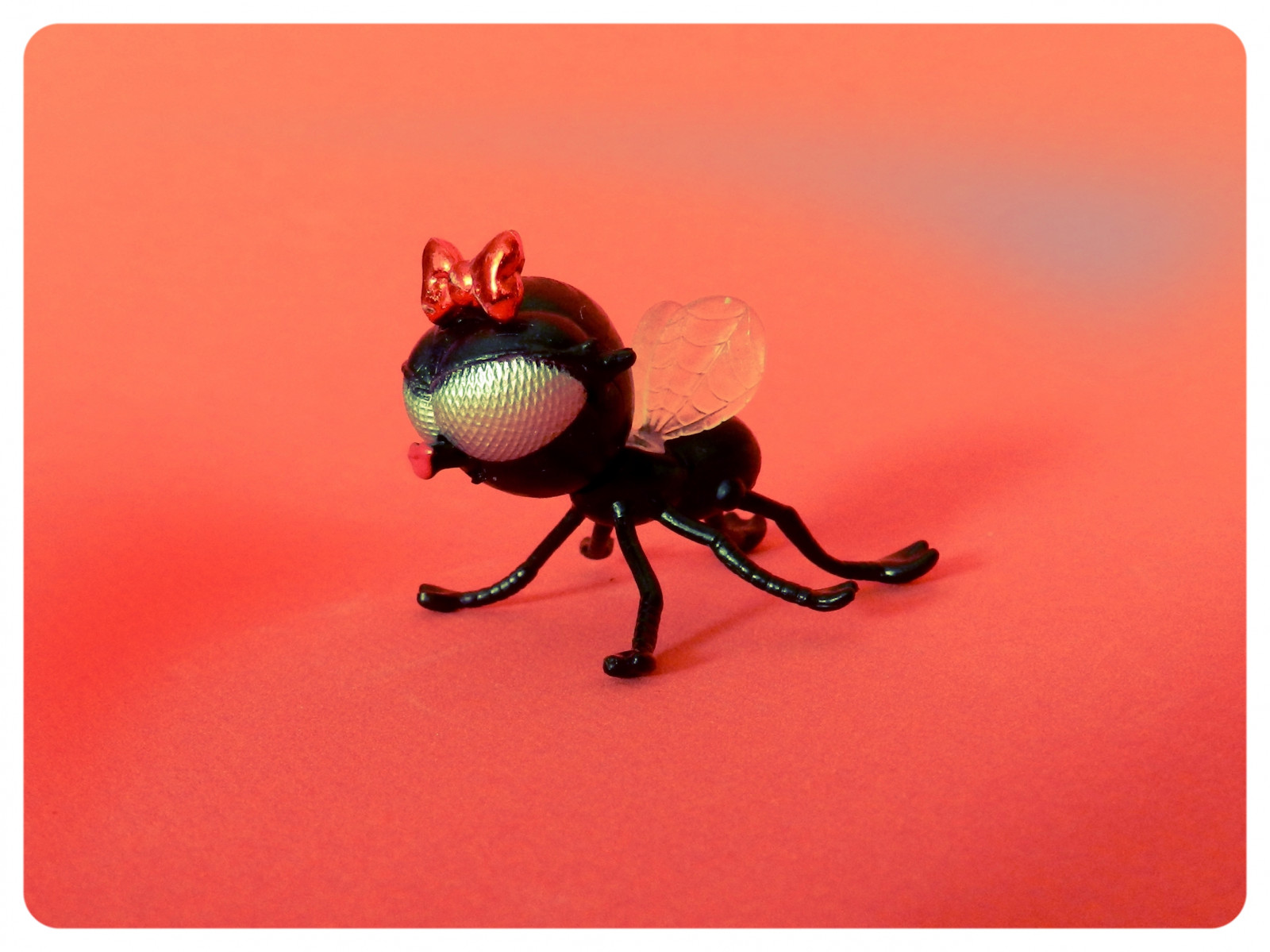 hmyz, bezobratlý, membrána okřídlený hmyz, škůdce, organismus, členovců